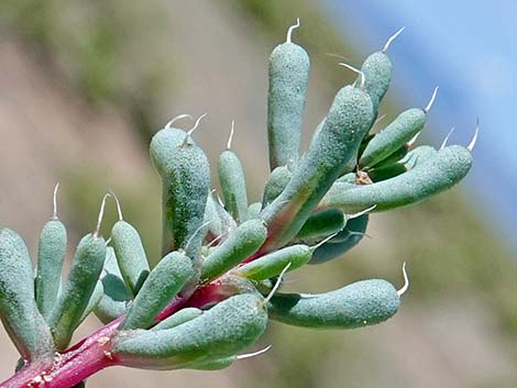 Halogeton (Halogeton glomeratus)