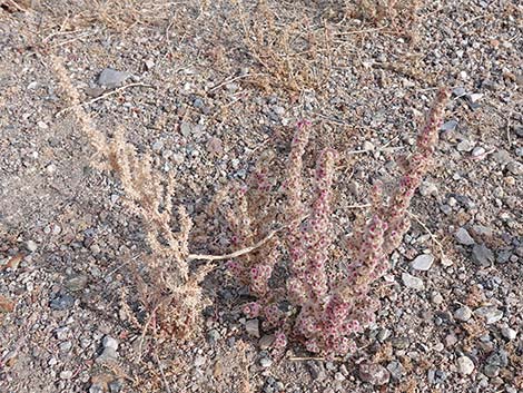 Halogeton (Halogeton glomeratus)