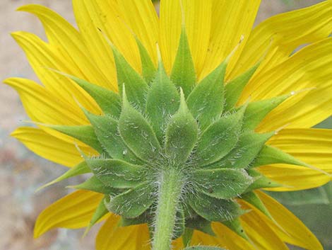 Common Sunflower (Helianthus annuus)