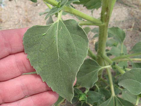 Common Sunflower (Helianthus annuus)