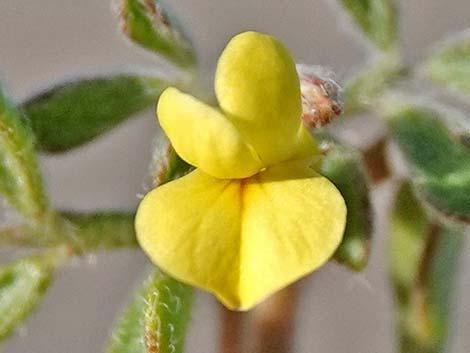 Strigose Bird's-foot Trefoil (Lotus strigosus)