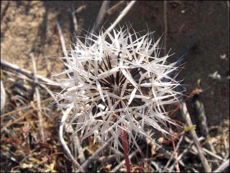 Desert Dandelion (Malacothrix glabrata)