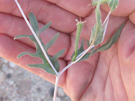 Whitestem Blazingstar (Mentzelia albicaulis)