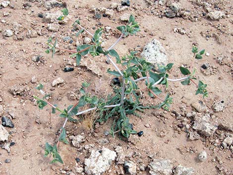 Whitestem Blazingstar (Mentzelia albicaulis)