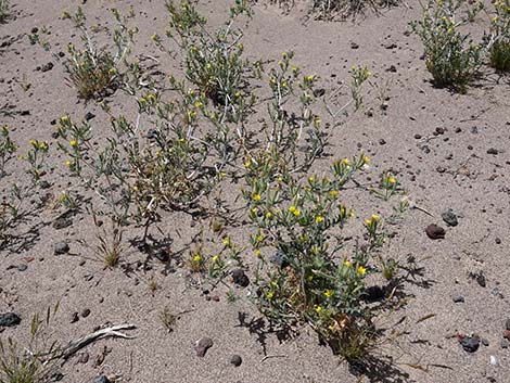 Whitestem Blazingstar (Mentzelia albicaulis)