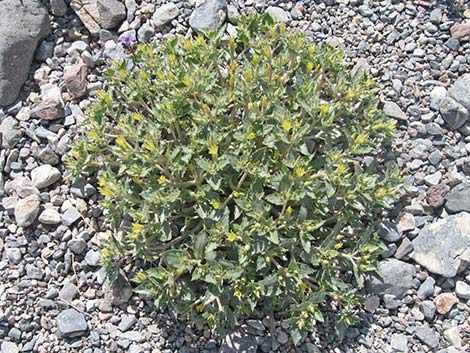 Reflexed Blazingstar (Mentzelia reflexa)