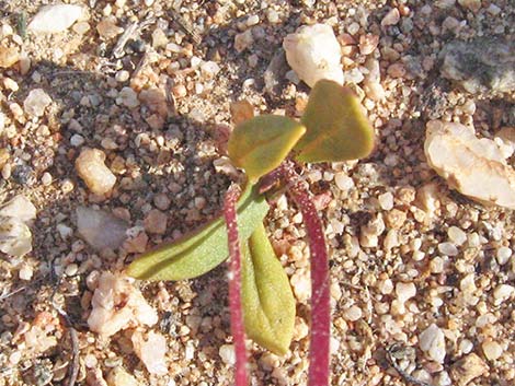 Bigelow's Monkeyflower (Mimulus bigelovii)