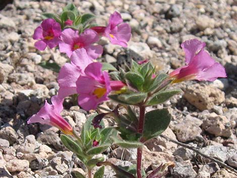 Bigelow's Monkeyflower (Mimulus bigelovii)