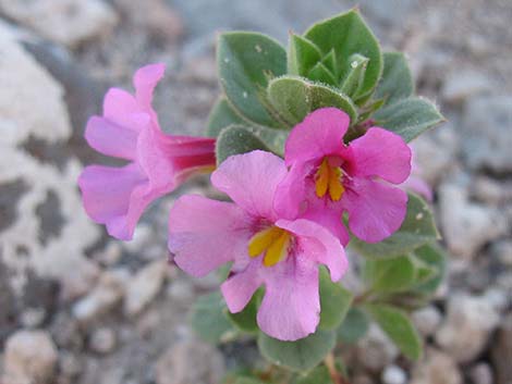 Bigelow's Monkeyflower (Mimulus bigelovii)