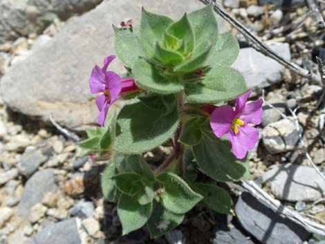 Bigelow's Monkeyflower (Mimulus bigelovii)