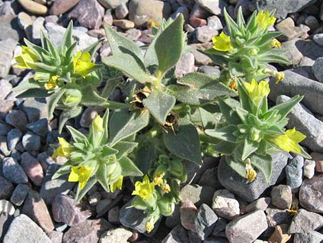 Golden Desert-snapdragon (Mohavea breviflora)