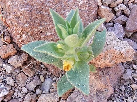 Golden Desert-snapdragon (Mohavea breviflora)