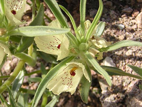 Ghost Flower (Mohavea confertiflora)