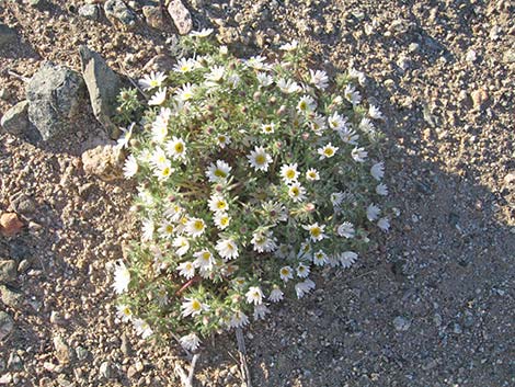 Daisy Desertstar (Monoptilon bellidiforme)