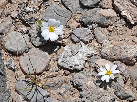 Daisy Desertstar (Monoptilon bellidiforme)