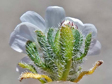 Daisy Desertstar (Monoptilon bellidiforme)