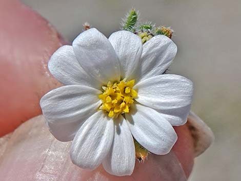 Daisy Desertstar (Monoptilon bellidiforme)