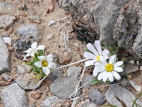 Daisy Desertstar (Monoptilon bellidiforme)