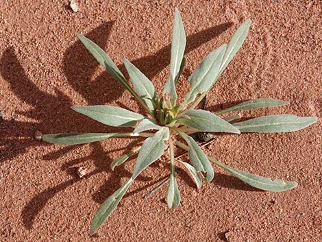 Birdcage Evening Primrose (Oenothera deltoides)