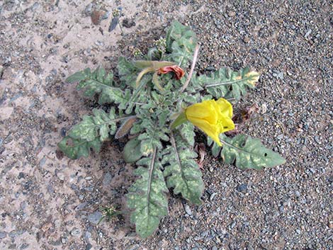 Desert Evening Primrose (Oenothera primiveris)