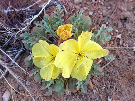 Desert Evening Primrose (Oenothera primiveris)