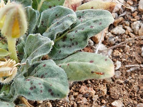 Desert Evening Primrose (Oenothera primiveris)