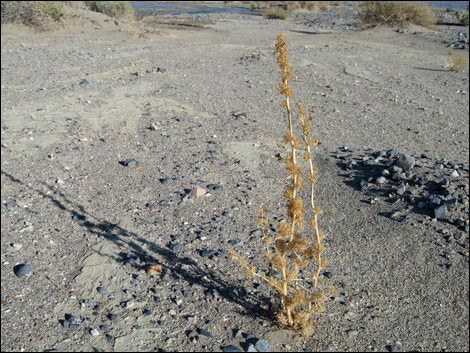 Yellow Beeplant (Cleomella lutea)