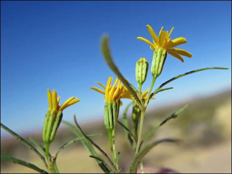 Manybristle Chinchweed (Pectis papposa)