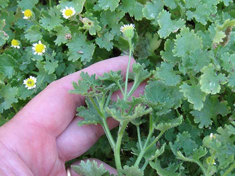 Emory's Rockdaisy (Perityle emoryi)