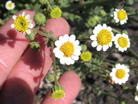 Emory's Rockdaisy (Perityle emoryi)