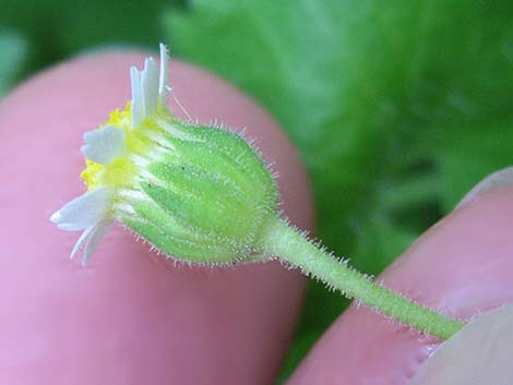 Emory's Rockdaisy (Perityle emoryi)