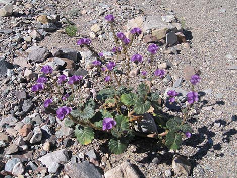 Caltha-leaf Phacelia (Phacelia calthifolia)