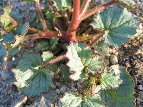 Desertbells (Phacelia campanularia ssp. vasiformis)