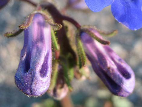 Desertbells (Phacelia campanularia ssp. vasiformis)