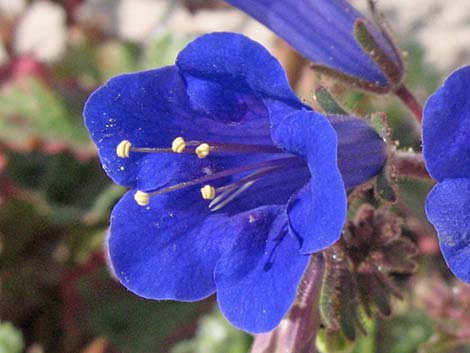 Desertbells (Phacelia campanularia ssp. vasiformis)