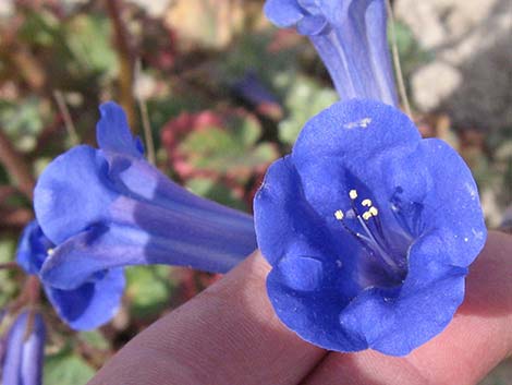 Desertbells (Phacelia campanularia ssp. vasiformis)