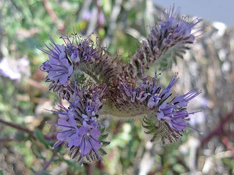 Notch-leaf Phacelia (Phacelia crenulata)