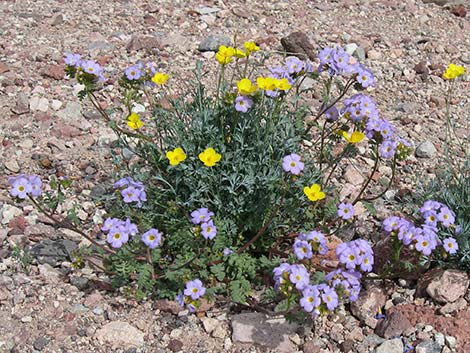 Fremont's Phacelia (Phacelia fremontii)