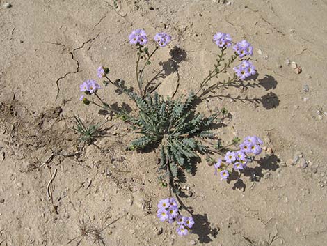 Fremont's Phacelia (Phacelia fremontii)