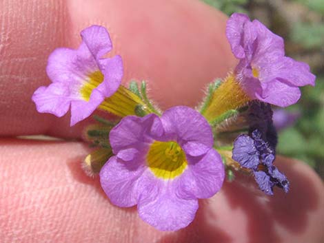 Fremont's Phacelia (Phacelia fremontii)