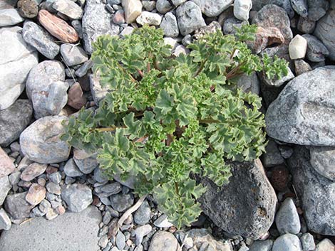 Pedicellate Phacelia (Phacelia pedicellata)