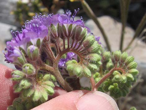 Pedicellate Phacelia (Phacelia pedicellata)