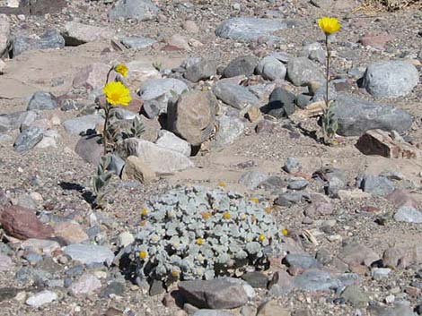 Velvet Turtleback (Psathyrotes ramosissima)