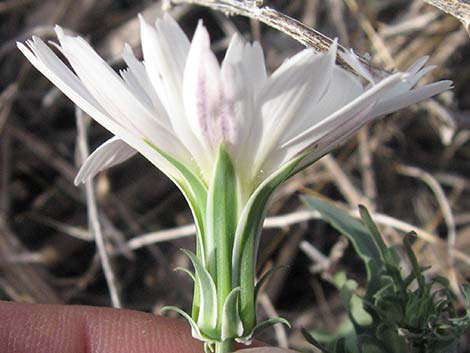 Desert Chicory (Rafinesquia neomexicana)