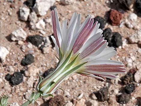 Desert Chicory (Rafinesquia neomexicana)