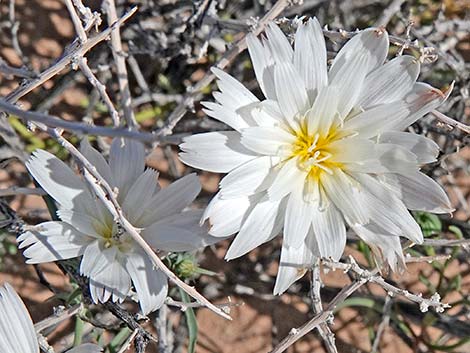 Desert Chicory (Rafinesquia neomexicana)