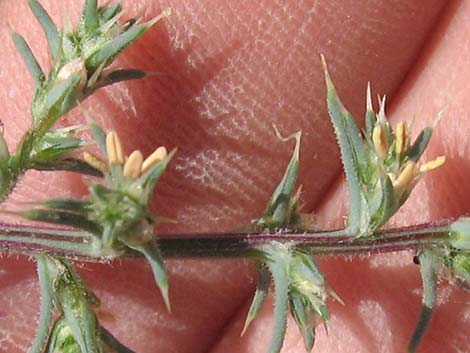 Prickly Russian Thistle (Salsola tragus)