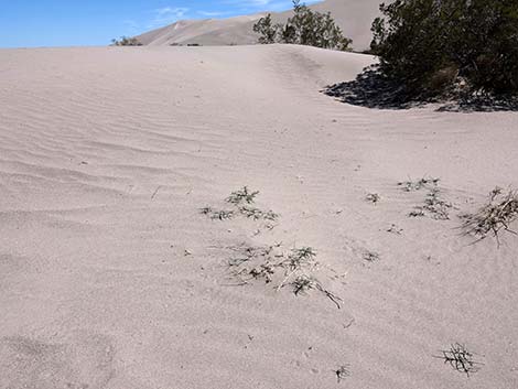 Prickly Russian Thistle (Salsola tragus)