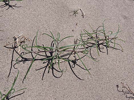 Prickly Russian Thistle (Salsola tragus)