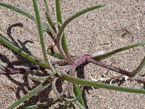 Prickly Russian Thistle (Salsola tragus)